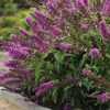 Buddleia 'Flutterby Petite Tutti Fruitti'
