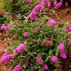 Buddleia 'Flutterby Petite Tutti Fruitti' - Image 2
