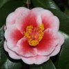 Camellia japonica 'Tama Vino' - Image 2