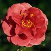 Camellia japonica 'Tama Vino'