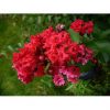 Lagerstroemia 'Tightwad' - Image 3