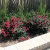 Lagerstroemia 'Tightwad'
