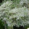 Acer palmatum 'Ukigumo'