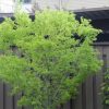 Acer palmatum 'Ukon'