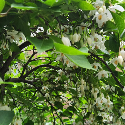 Styrax japonicus