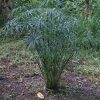 Cyperus alternifolius - Image 3