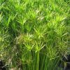 Cyperus alternifolius - Image 2
