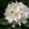 Rhododendron 'Unique' - Image 2