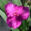 Tradescantia x andersoniana 'Valour'