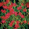 Dianthus deltoides 'Vampire'