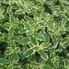 Mentha suaveolens 'Variegata'