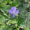 Vinca minor 'Ralph Shugert' - Image 2