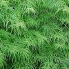 Acer palmatum var. dissectum 'Viridis'