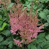 Astilbe chinensis 'Visions in Pink' PP11860 - Image 2