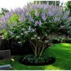 Vitex agnus-castus 'Shoal Creek' - Image 3