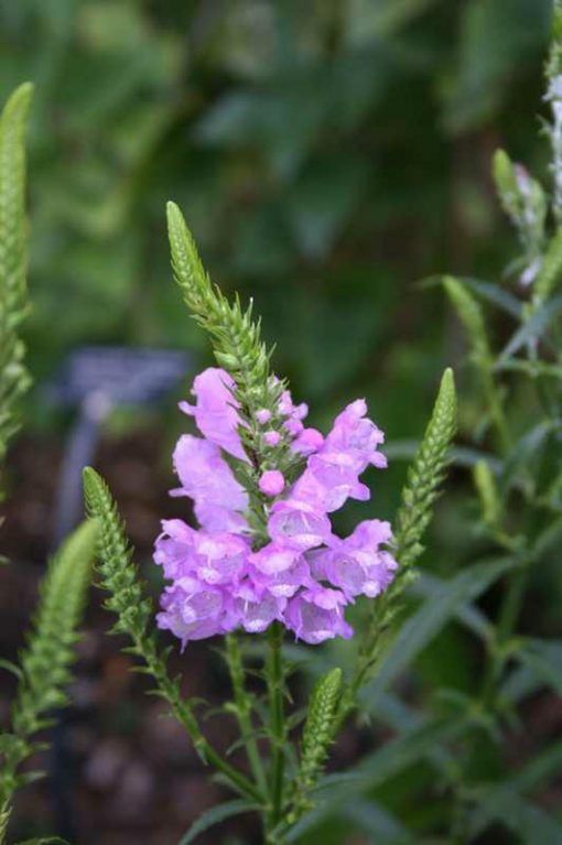 Physostegia virginiana 'Vivid'