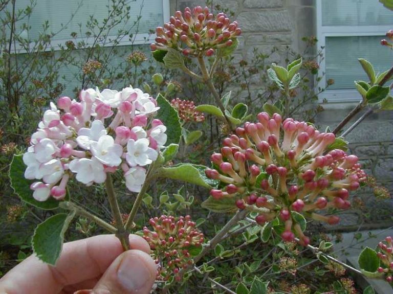 Viburnum x juddii Kiefer Nursery Trees, Shrubs, Perennials