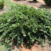 Distylium 'Vintage Jade'
