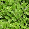 Polygonatum odoratum var. pluriflorum 'Variegatum' - Image 3