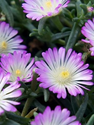 Delosperma  Wheels of Wonder® Violet Wonder
