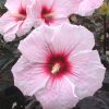 Hibiscus 'Kopper King'