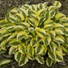 Hosta 'Grand Prize' - Image 2