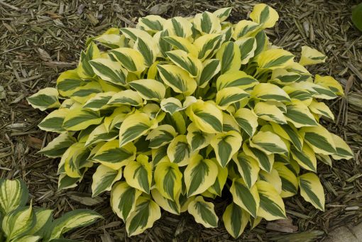 Hosta 'Grand Prize' - Image 2