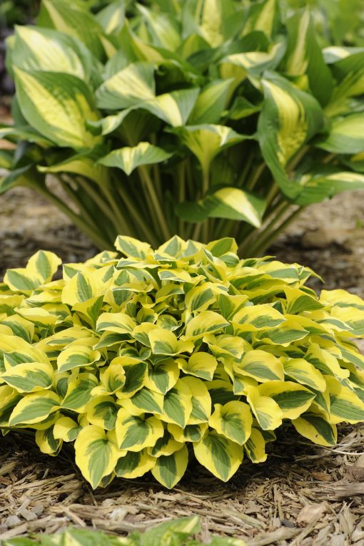 Hosta 'Grand Prize'