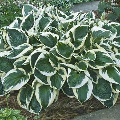 Hosta  'Patriot'