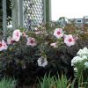 Hibiscus 'Kopper King' - Image 3
