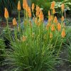 Kniphofia 'First Sunrise' PP16036 - Image 2