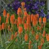 Kniphofia 'First Sunrise' PP16036