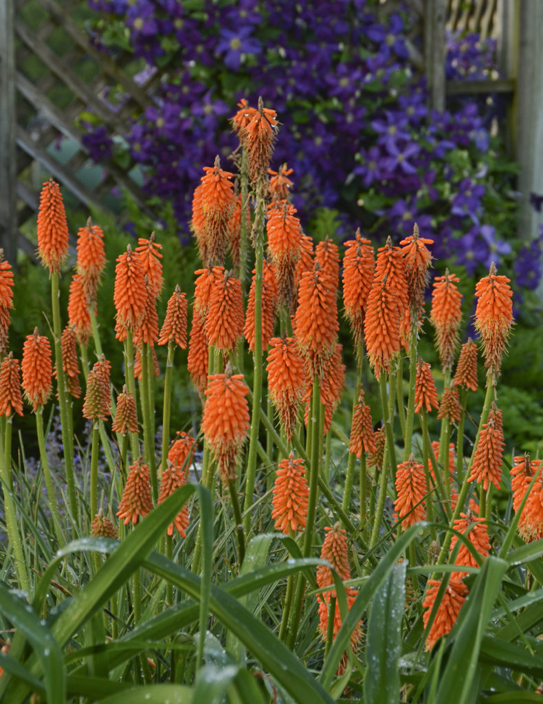 Kniphofia ‘First Sunrise’ PP16036 | Kiefer Nursery: Trees, Shrubs ...