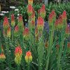 Kniphofia hirsuta 'Fire Dance'