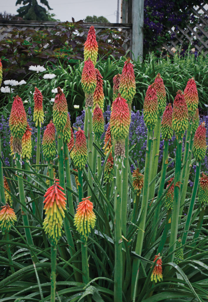 Kniphofia hirsuta 'Fire Dance' - Kiefer Nursery: Trees, Shrubs