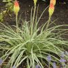 Kniphofia hirsuta 'Fire Dance' - Image 3