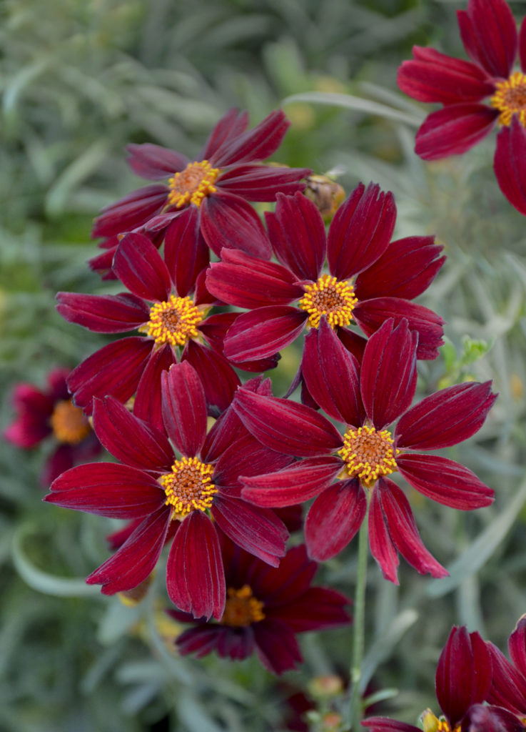 Coreopsis ‘Red Satin’ PPAF | Kiefer Nursery: Trees, Shrubs, Perennials