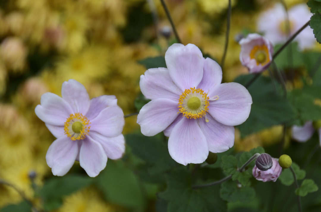 Anemone x hybrida ‘Konigin Charlotte’ | Kiefer Nursery: Trees, Shrubs ...