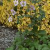 Anemone x hybrida 'Konigin Charlotte' - Image 2
