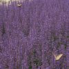Agastache  'Purple Haze' - Image 2