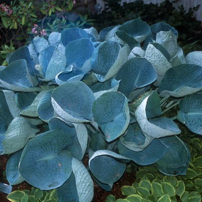 Hosta 'Abiqua Drinking Gourd'