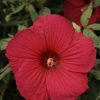 Hibiscus 'Fireball