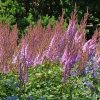 Astilbe chinensis 'Purpurkerze'