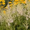 Astilbe 'Snowdrift' - Image 3