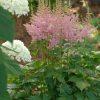 Astilbe chinensis 'Visions in Pink' PP11860 - Image 3
