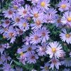 Aster 'Wood's Light Blue'
