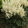 Astilbe chinensis 'Vision in White' PP18965