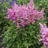 Astilbe YOUNIQUE LILAC? (?Verslilac? PP19847) - Image 3
