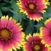 Gaillardia x grandiflora 'Arizona Sun'
