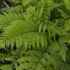 Athyrium filix-femina var. angustum 'Lady In Red' - Image 2
